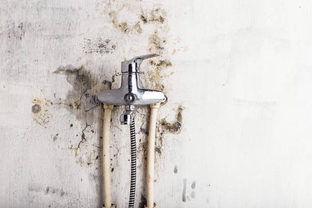 Best Mold Removal Near Me  in Avodo Heights, CA