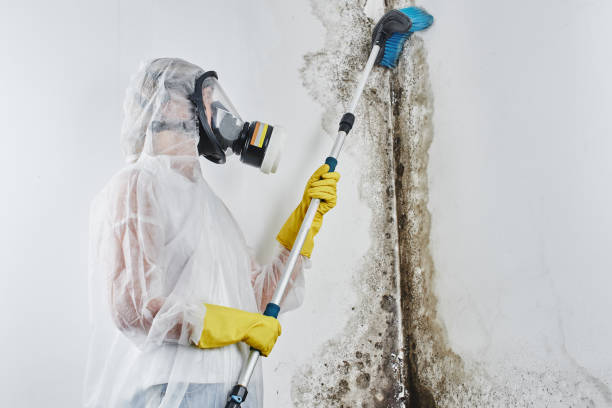 Best Residential Mold Removal  in Avodo Heights, CA