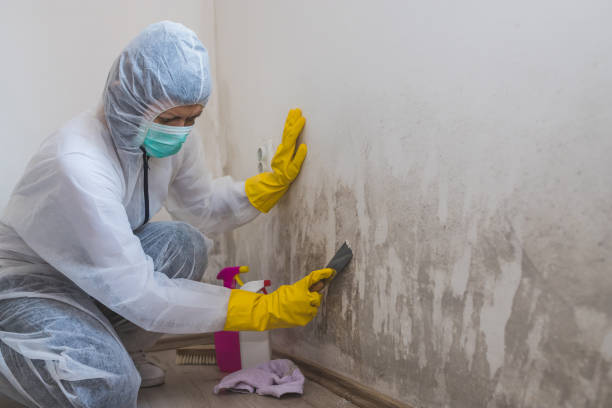 Best Commercial Mold Removal  in Avodo Heights, CA