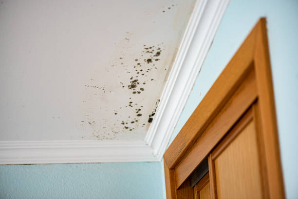 Best Water Damage Restoration  in Avodo Heights, CA