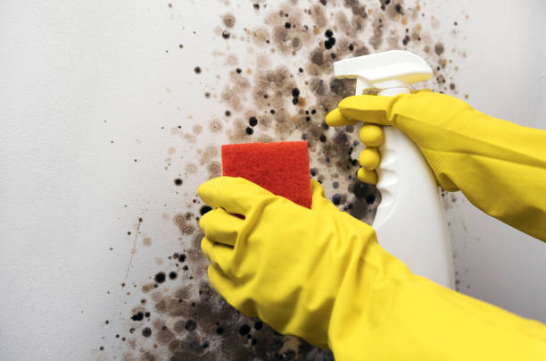 Mold Removal and Inspection in Avocado Heights, CA