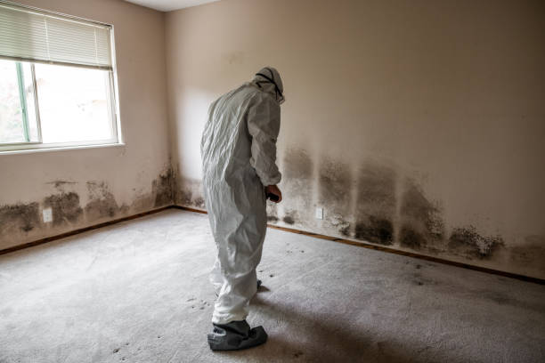 Best Mold Removal and Inspection  in Avodo Heights, CA