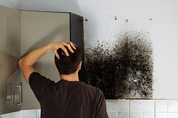Best Office Mold Removal Services  in Avodo Heights, CA